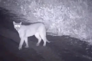 Pumas sueltos Chilecito: alerta y fallas en control